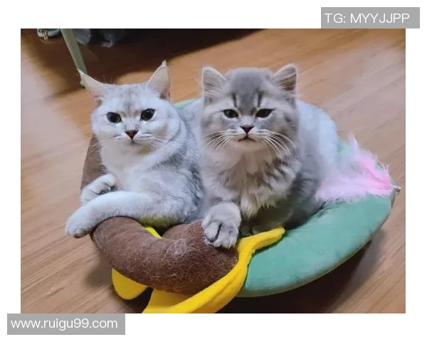 足球明星养猫现象调查哪位球星的猫奴最多